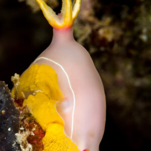 Lilac Hypselodoris nudibranch with yellow rhinophores beside a yellow frilly ribbon, Maratua, Kalimantan (Borneo), Indonesia