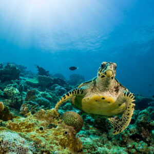 Tortue imbriquée nageant vers l’objectif au-dessus du récif, rayons de soleil, Maratua, Kalimantan (Bornéo), Indonésie