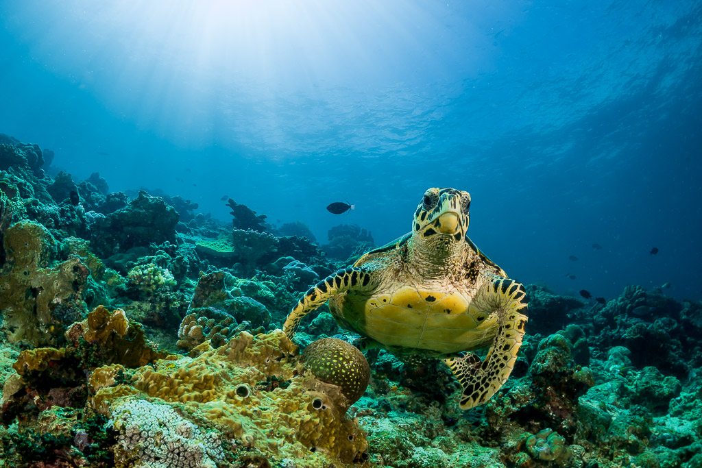 Tortue imbriquée nageant vers l’objectif au-dessus du récif, rayons de soleil, Maratua, Kalimantan (Bornéo), Indonésie
