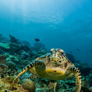 Hawksbill turtle approaching over the reef, vertical framing with sunlight, Maratua, Kalimantan (Borneo), Indonesia