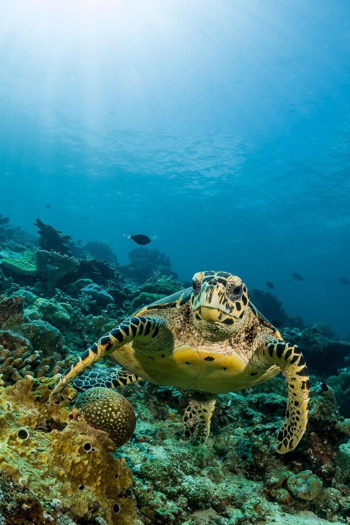 Hawksbill turtle approaching over the reef, vertical framing with sunlight, Maratua, Kalimantan (Borneo), Indonesia
