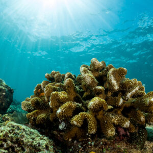 Lobed hard coral colony under sun rays in shallow water, Maratua, Kalimantan (Borneo), Indonesia