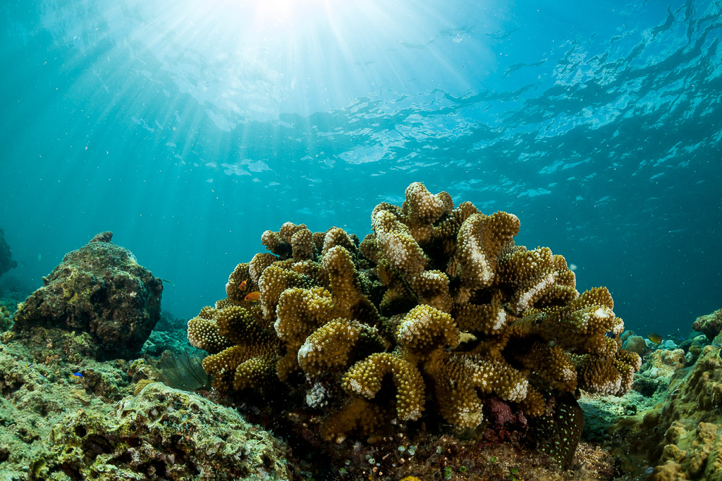 Colonie de corail dur lobé sous les rayons du soleil en faible profondeur, Maratua, Kalimantan (Bornéo), Indonésie