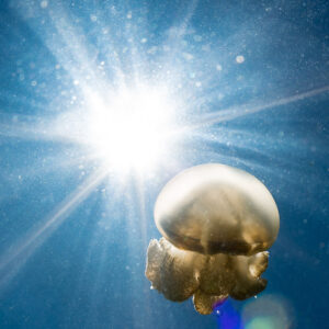 Golden jellyfish backlit by a sunburst in blue water, vertical, Kakaban Lake, Kalimantan (Borneo), Indonesia