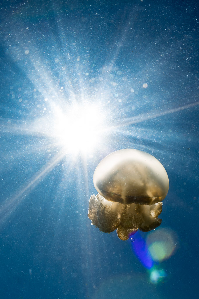 Golden jellyfish backlit by a sunburst in blue water, vertical, Kakaban Lake, Kalimantan (Borneo), Indonesia