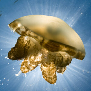 Golden jellyfish seen from below with oral arms and sun rays, Kakaban Lake, Kalimantan (Borneo), Indonesia