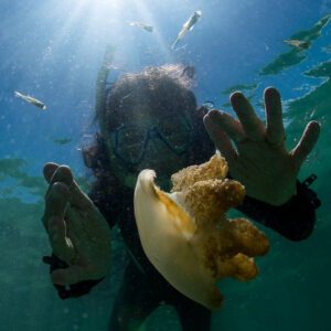 Woman snorkeller in a mask with her hands around a golden jellyfish, Kakaban Lake, Kalimantan (Borneo), Indonesia