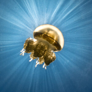 Golden jellyfish drifting under radiating sun rays, horizontal, Kakaban Lake, Kalimantan (Borneo), Indonesia