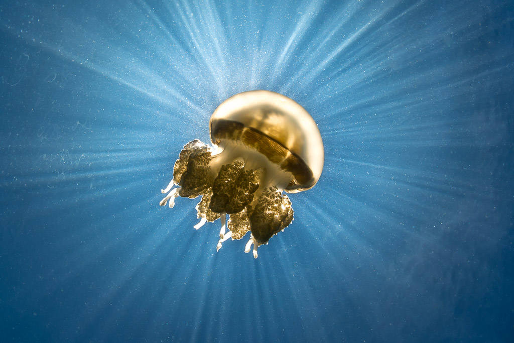 Golden jellyfish drifting under radiating sun rays, horizontal, Kakaban Lake, Kalimantan (Borneo), Indonesia