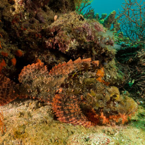 Tasselled scorpionfish camouflaged on the reef beside an orange sea fan, Maratua, Kalimantan (Borneo), Indonesia