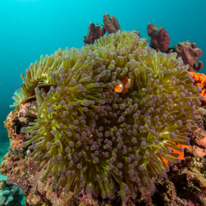 Anémone magnifique sur un pinacle récifal avec un poisson-clown, grand angle, Maratua, Kalimantan (Bornéo), Indonésie
