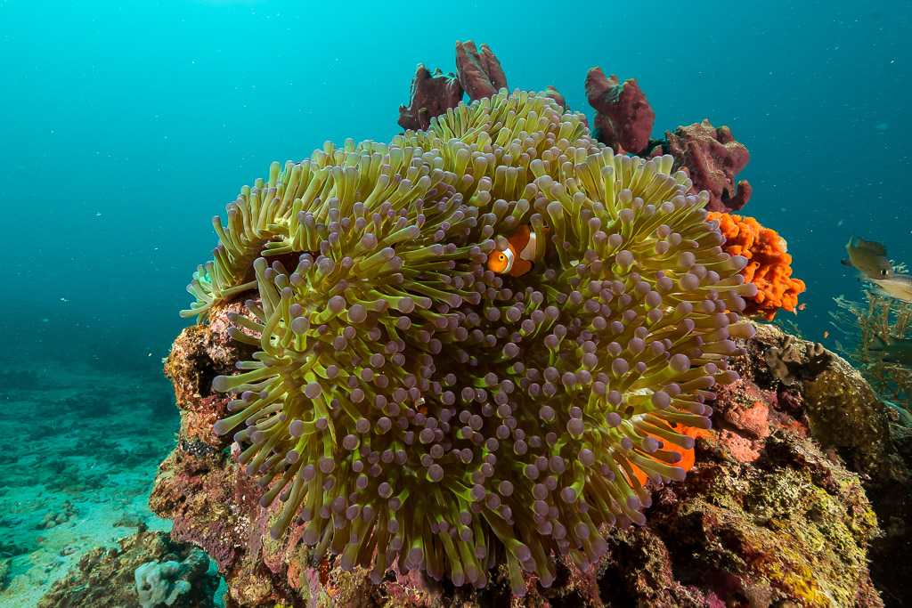 Magnificent anemone on a reef pinnacle with a false clown anemonefish, wide angle, Maratua, Kalimantan (Borneo), Indonesia
