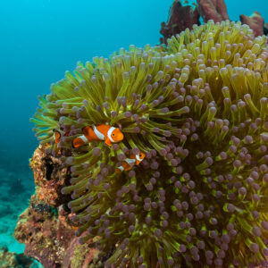 Two false clown anemonefish in a large magnificent anemone, closer framing, Maratua, Kalimantan (Borneo), Indonesia