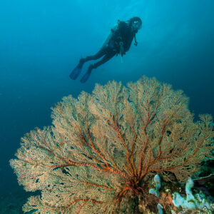 Scuba diver swimming above a large sea fan in blue water, vertical, Maratua, Kalimantan (Borneo), Indonesia