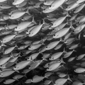 Black-and-white image of a dense school of unicornfish, Maratua, Kalimantan (Borneo), Indonesia