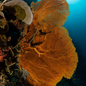 Orange sea fan on a reef wall with sunburst above, vertical, Maratua, Kalimantan (Borneo), Indonesia