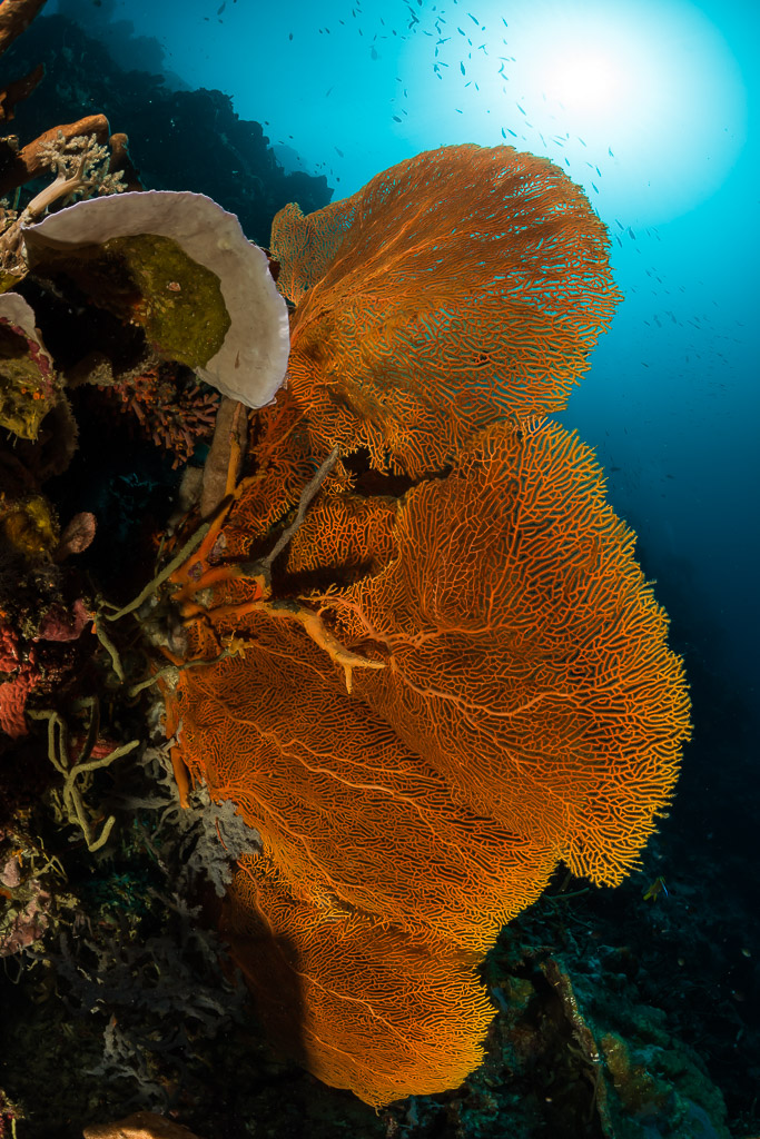 Gorgone orange sur un tombant avec soleil éclatant au-dessus, format vertical, Maratua, Kalimantan (Bornéo), Indonésie