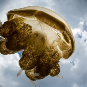 Golden jellyfish over a fisheye view of clouds through the surface, Kakaban Lake, Kalimantan (Borneo), Indonesia