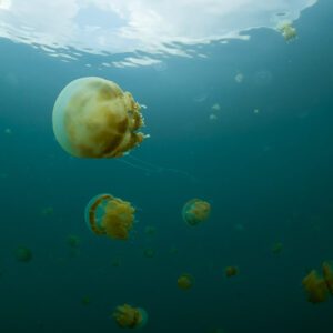 Swarm of golden jellyfish drifting in green lake water below the surface, Kakaban Lake, Kalimantan (Borneo), Indonesia