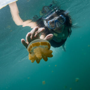 Woman snorkeller reaching towards a golden jellyfish below the surface, Kakaban Lake, Kalimantan (Borneo), Indonesia