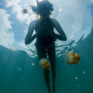 Woman snorkeller descending among golden jellyfish, seen from below with sky, Kakaban Lake, Kalimantan (Borneo), Indonesia