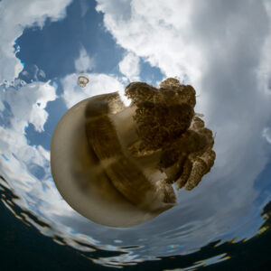 Golden jellyfish close to the surface inside a Snell's window of clouds, Kakaban Lake, Kalimantan (Borneo), Indonesia