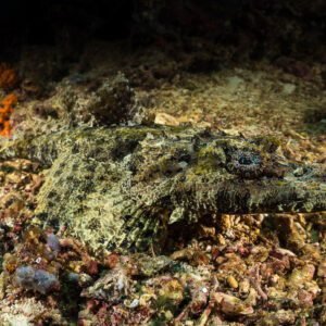 Poisson-crocodile camouflé posé sur des débris, vue de profil en entier, Maratua, Kalimantan (Bornéo), Indonésie