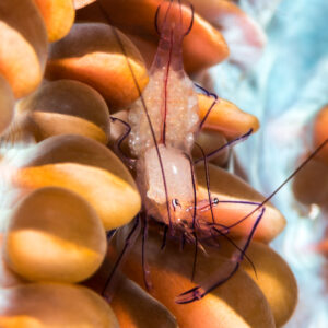 Crevette du corail bulle sur des vésicules orange, format vertical, Maratua, Kalimantan (Bornéo), Indonésie