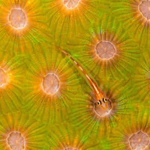 Translucent ghost goby resting on green and orange stony coral polyps, Maratua, Kalimantan (Borneo), Indonesia