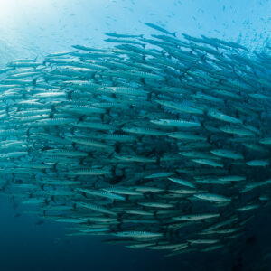 Massive barracuda school bending in an arc under the surface, Maratua, Kalimantan (Borneo), Indonesia