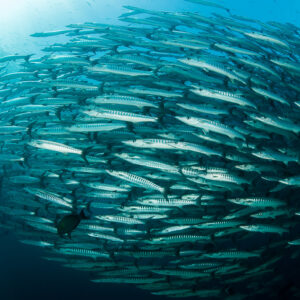 Banc ovale de barracudas vu de profil en pleine eau, Maratua, Kalimantan (Bornéo), Indonésie