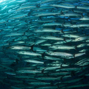 Barracuda school filling the frame, close and slightly from below, Maratua, Kalimantan (Borneo), Indonesia