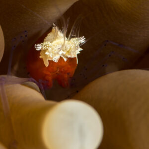 Mushroom coral shrimp with orange body among translucent tentacles, close-up, Maratua, Kalimantan (Borneo), Indonesia
