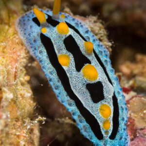 Blue and black Phyllidia nudibranch with yellow tubercles, vertical, Maratua, Kalimantan (Borneo), Indonesia