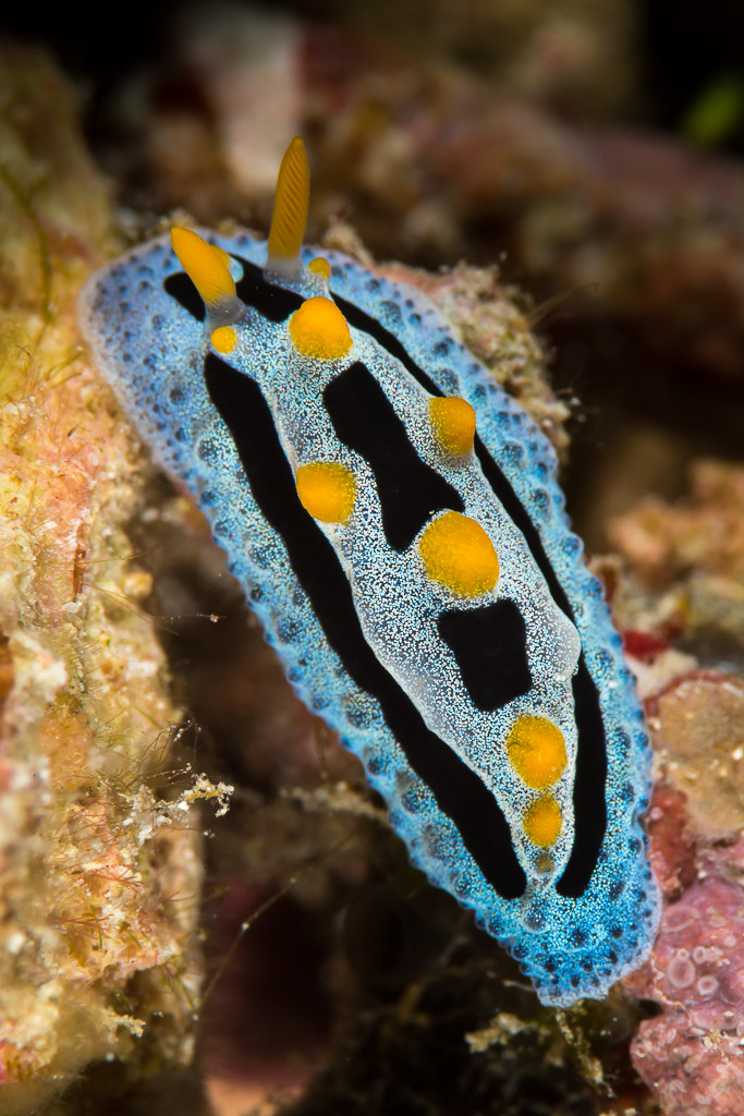 Blue and black Phyllidia nudibranch with yellow tubercles, vertical, Maratua, Kalimantan (Borneo), Indonesia