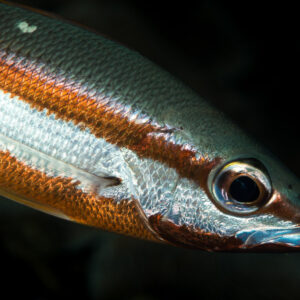 Poisson argenté rayé d’orange au grand œil, gros plan de la tête sur fond noir, Maratua, Kalimantan (Bornéo), Indonésie