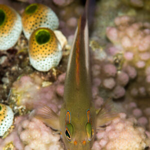 Arc-eye hawkfish on pink coral beside urn sea squirts, seen from above, Maratua, Kalimantan (Borneo), Indonesia