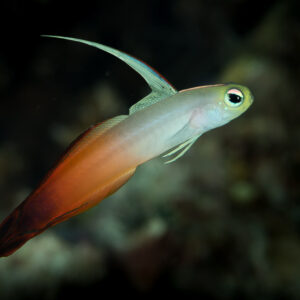 Fire dartfish hovering with raised dorsal fin on a dark background, Maratua, Kalimantan (Borneo), Indonesia