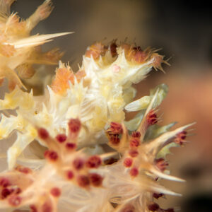 Camouflaged soft coral crab among cream and red soft coral polyps, Maratua, Kalimantan (Borneo), Indonesia