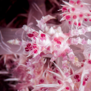 Pink soft coral crab camouflaged among pink and white soft coral, Maratua, Kalimantan (Borneo), Indonesia