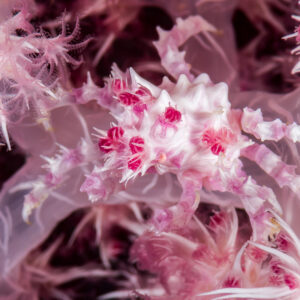 Soft coral crab hidden in pink soft coral branches, wider framing, Maratua, Kalimantan (Borneo), Indonesia