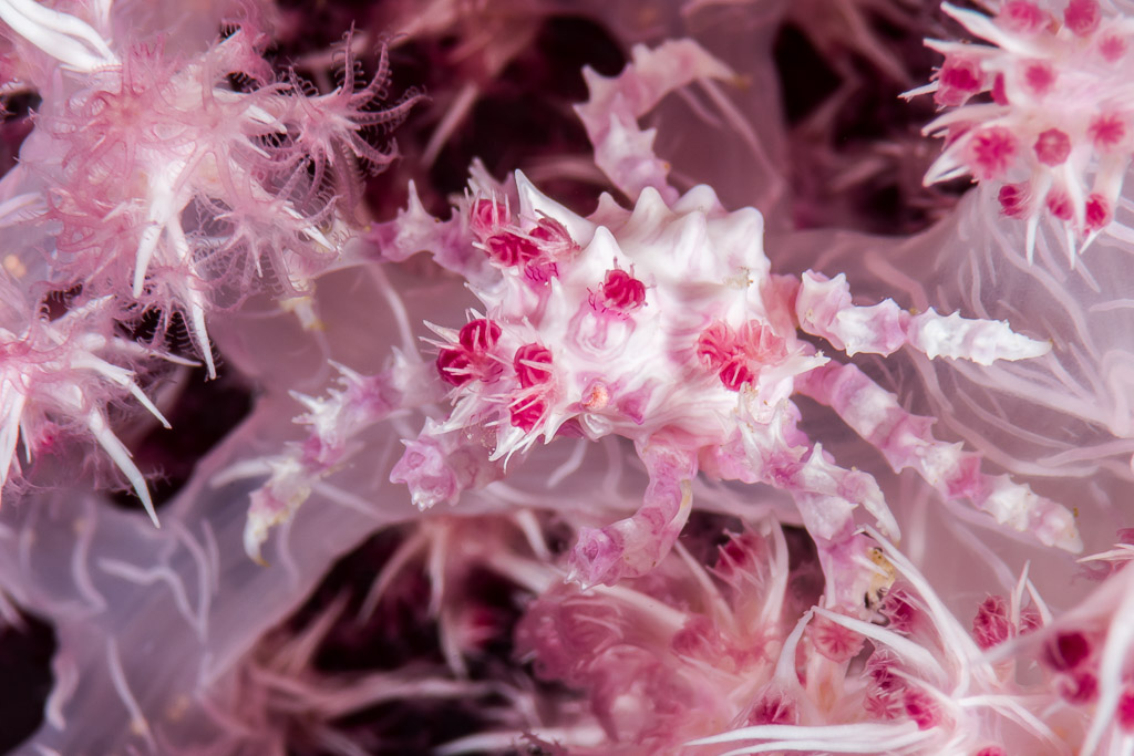 Soft coral crab hidden in pink soft coral branches, wider framing, Maratua, Kalimantan (Borneo), Indonesia