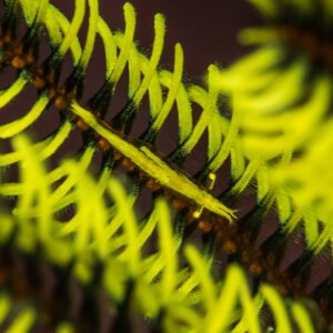 Slender yellow shrimp camouflaged on a yellow and black crinoid arm, Maratua, Kalimantan (Borneo), Indonesia
