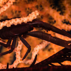 Dark crinoid squat lobster on a crinoid against an orange sea fan, Maratua, Kalimantan (Borneo), Indonesia