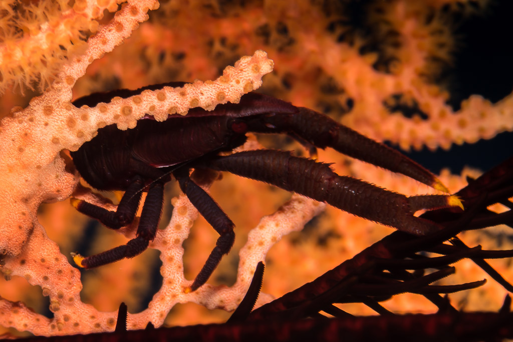 Dark crinoid squat lobster on a crinoid against an orange sea fan, Maratua, Kalimantan (Borneo), Indonesia