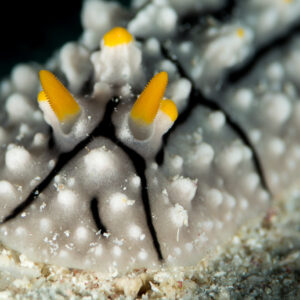 White Phyllidia nudibranch with yellow rhinophores and black lines, head close-up, Maratua, Kalimantan (Borneo), Indonesia