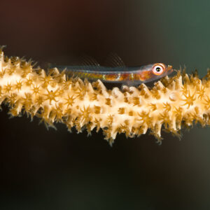 Wire coral goby resting along a yellow whip coral, side view, Maratua, Kalimantan (Borneo), Indonesia