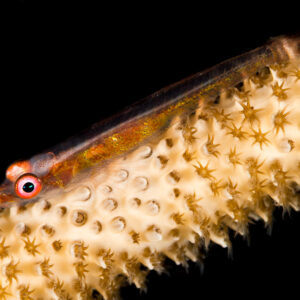 Wire coral goby on whip coral with retracted polyps, diagonal on black, Maratua, Kalimantan (Borneo), Indonesia