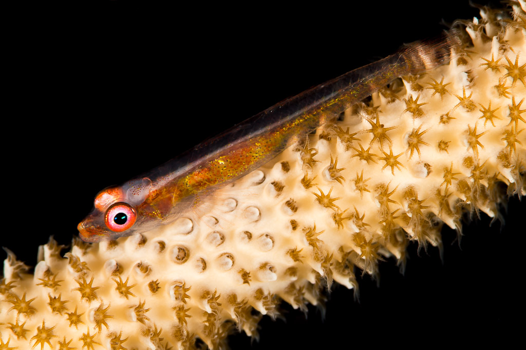 Wire coral goby on whip coral with retracted polyps, diagonal on black, Maratua, Kalimantan (Borneo), Indonesia