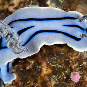 Willan's chromodoris nudibranch with black stripes crawling over the reef, Maratua, Kalimantan (Borneo), Indonesia